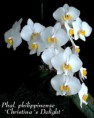 Phalaenopsis philippinense - Fowlie & C.Z.Tang 1987